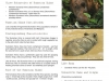 450px_sumatranrhinospecies