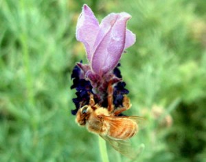 Use content marketing to attract prospects and customers, like a bee to pollen.